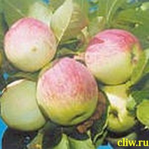 Яблоня домашняя (malus domestica) розоцветные (rosaceae) орловское полосатое