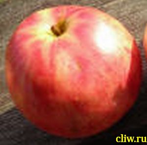 Яблоня домашняя (malus domestica) розоцветные (rosaceae) осеннее полосатое (штрейфлинг, штрифель)