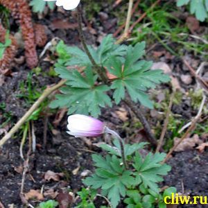 Анемона нежная (anemone blanda)  ()