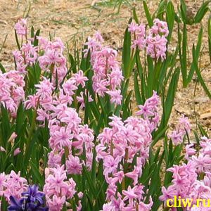 Гиацинт восточный (hyacinthus orientalis) гиацинтовые (hyacinthaceae)