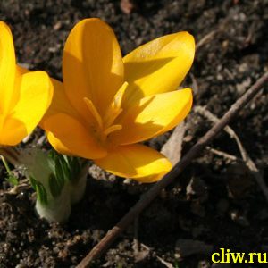 Крокус желтый (crocus flavus) касатиковые (iridaceae)