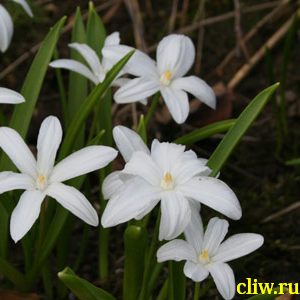 Хионодокса люцилии (chionodoxa luciliae) гиацинтовые (hyacinthaceae) alba