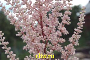 Астильба арендса (astilbe arendsii) камнеломковые (saxifragaceae) erica