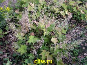 Гейхера мелкоцветковая (heuchera micrantha) камнеломковые (saxifragaceae)
