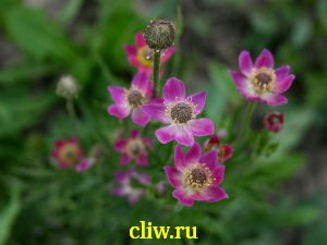 Анемона лессера (anemone lesseri) лютиковые (ranunculaceae)