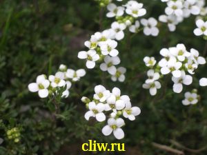 Гутчинзия альпийская (hutchinsia alpina) капустные (brassicaceae)