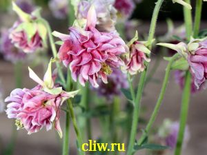 Аквилегия гибридная (aquilegia hybrida) лютиковые (ranunculaceae)