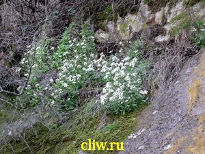 Арабис кавказский (arabis caucasica) капустные (brassicaceae)