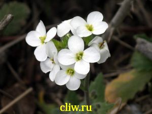 Арабис кавказский (arabis caucasica) капустные (brassicaceae) variegata