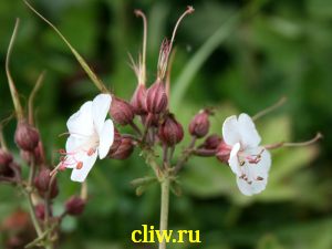 Герань крупнокорневищная (geranium macrorrhizum) гераниевые (geraniaceae) spessart