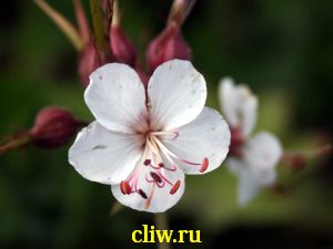 Герань крупнокорневищная (geranium macrorrhizum) гераниевые (geraniaceae) spessart