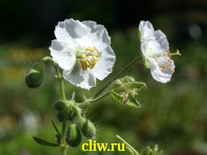 Герань темная (geranium phaeum) гераниевые (geraniaceae) alba