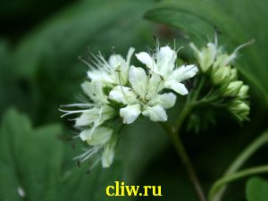 Гидрофиллум канадский (hydrophyllum canadense) водолистные (hydrophyllaceae)