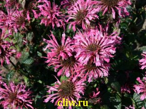 Монарда гибридная (monarda hybrida) губоцветные (lamiaceae) croftway pink