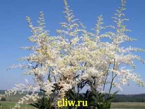 Астильба арендса (astilbe arendsii) камнеломковые (saxifragaceae) brautschleier