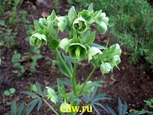 Морозник корсиканский (helleborus argutifolius) лютиковые (ranunculaceae)