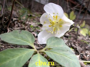 Морозник черный (helleborus niger) лютиковые (ranunculaceae)