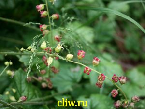 Теллима крупноцветковая (tellima grandiflora) камнеломковые () rubra