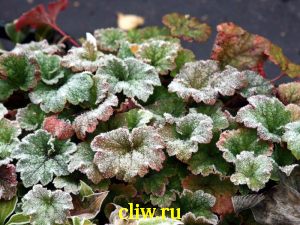 Теллима крупноцветковая (tellima grandiflora) камнеломковые () rubra