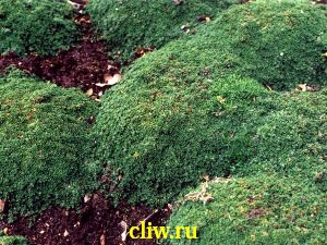 Тимьян карликовый (thymus pygmaeus) губоцветные (lamiaceae)