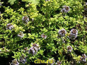 Тимьян лимоннопахнущий (thymus citriodorus) губоцветные (lamiaceae) aureus