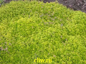 Тимьян лимоннопахнущий (thymus citriodorus) губоцветные (lamiaceae) aureus