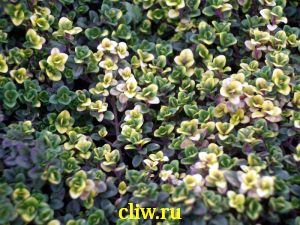 Тимьян лимоннопахнущий (thymus citriodorus) губоцветные (lamiaceae) donne valey