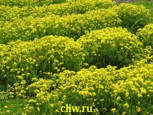 Крупка бруниелистная (draba bruniifolia) капустные (brassicaceae)