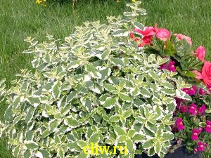 Мята душистая (mentha suaveolens) губоцветные (lamiaceae) variegata