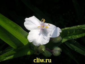 Традесканция андерсена (tradescantia andersoniana) коммелиновые (commelinaceae) eva