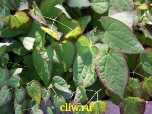 Горянка красная (epimedium rubrum) барбарисовые (berberidaceae)