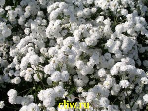 Тысячелистник птармика (achillea ptarmica) астровые (asteraceae) benarie’s pearl