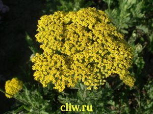 Тысячелистник таволговый (achillea filipendulina) астровые (asteraceae) coronation gold