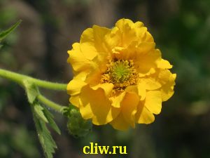 Гравилат чилийский (geum chiloense) розоцветные (rosaceae) lady stratheden