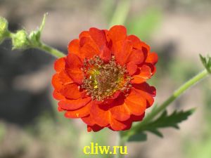 Гравилат чилийский (geum chiloense) розоцветные (rosaceae) mrs. bradshaw