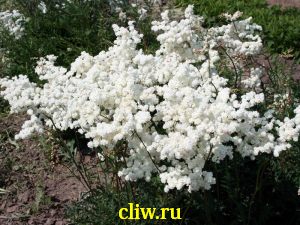 Лабазник обыкновенный (filipendula vulgaris) розоцветные (rosaceae) flore pleno