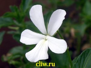 Фиалка рогатая (viola cornuta) фиалковые (violaceae) alba