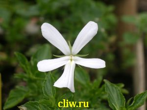 Фиалка рогатая (viola cornuta) фиалковые (violaceae) alba