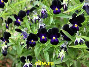 Фиалка трехцветная (viola tricolor) фиалковые (violaceae) bowler violet