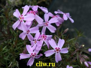 Флокс шиловидный (phlox subulata) синюховые (polemoniaceae) zosia