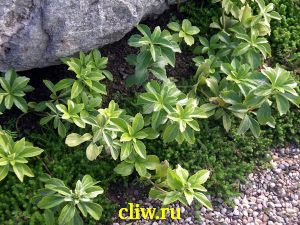 Пахизандра верхушечная (pachysandra terminalis) самшитовые (buxaceae)