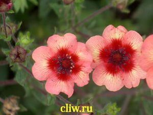 Лапчатка непальская (potentilla nepalensis) розоцветные (rosaceae) floris
