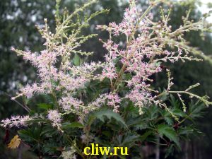 Астильба голая (astilbe glaberrima) камнеломковые (saxifragaceae) sprite
