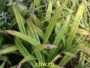 Осока ржавопятнистая (carex siderosticta) осоковые (cyperaceae) variegata