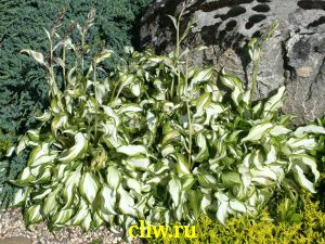 Хоста волнистая (hosta undulata) хостовые (hostaceae) univittata