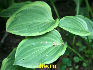 Хоста гибридная (hosta hybrida) хостовые (hostaceae) golden tiara