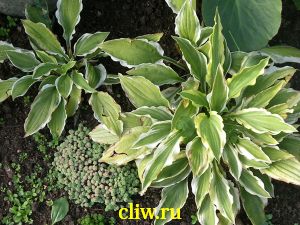 Хоста гибридная (hosta hybrida) хостовые (hostaceae) grandmuster