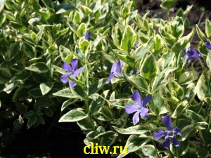 Барвинок большой (vinca major) кутровые (apocynaceae) variegata