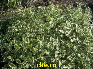 Барвинок большой (vinca major) кутровые (apocynaceae) variegata