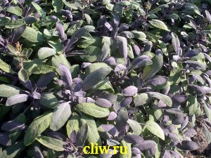 Шалфей лекарственный (salvia officinalis) губоцветные (lamiaceae) purpurascens